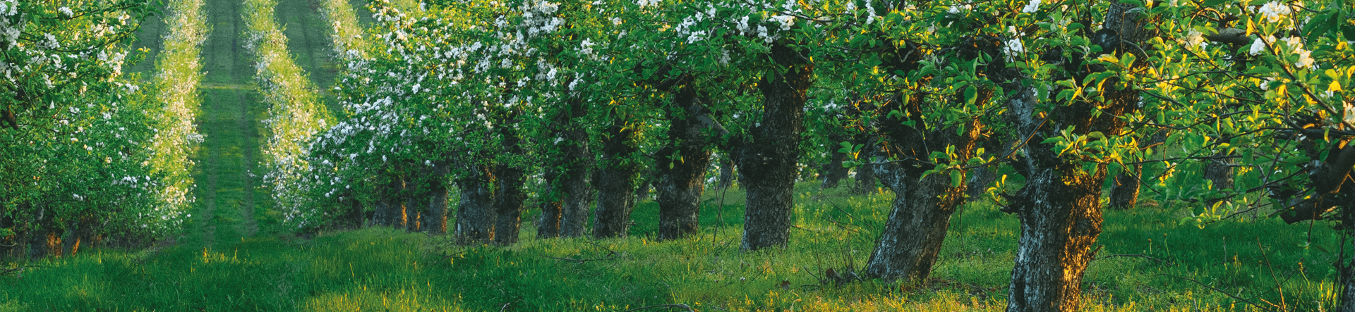 Forêt de pins