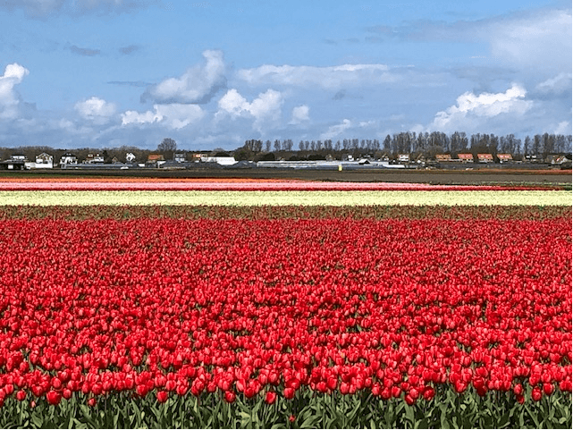Paysages ruraux néerlandais 1.png