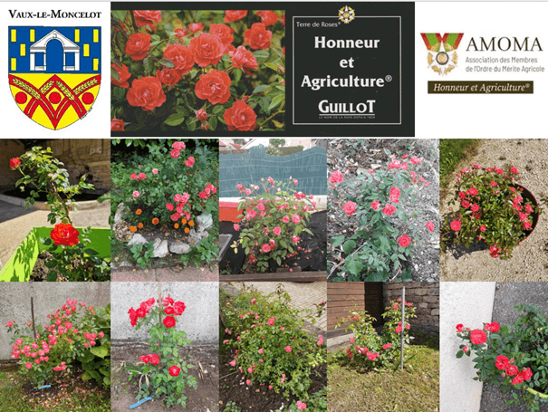 Rosier Honneur et agriculture.png